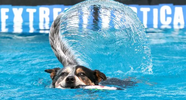 A dock dog wags their tail after grabbing a retrieving toy as Carolina DockDogs showcased talented canines during a competition at the NC Pet Expo in Raleigh, N.C. on August 6, 2022. (Photo by Bob Karp/Zuma Press, Inc./Alamy Live News)