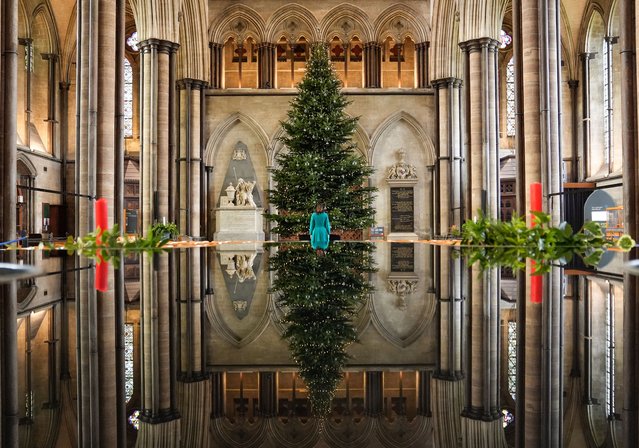 Head verger Esther Lycett looks up at Salisbury Cathedral's 28ft Christmas tree from Longleat Forest, following its installation inside the cathedral's nave on Wednesday, December 4, 2024. (Photo by Andrew Matthews/PA Images via Getty Images)