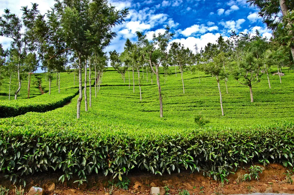 The Sprawling Tea Estates of Coonoor