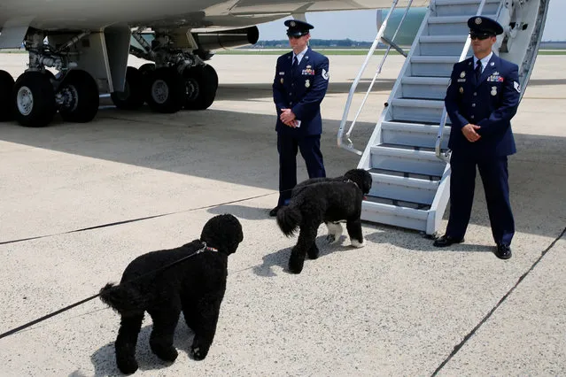 U.S. President Barack Obama's dogs Sunny (L) and Bo arrive to board Air Force One for travel to Massachusetts for the family's annual vacation at Martha's Vineyard, from Joint Base Andrews, Maryland, U.S. August 6, 2016. (Photo by Jonathan Ernst/Reuters)