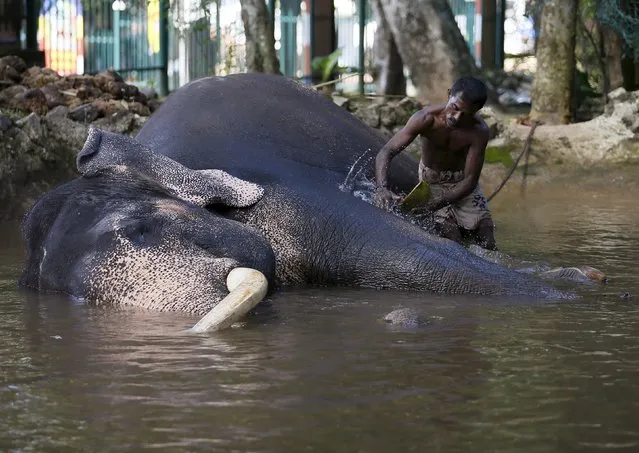 A mahout bathes an elephant at a Buddhist temple ahead of an annual street parade in Colombo September 9, 2015. (Photo by Dinuka Liyanawatte/Reuters)