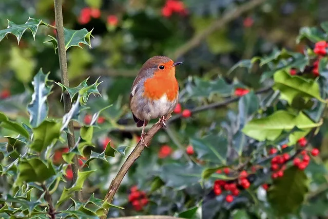 A robin sits on a holly tree at RSPB Loch Leven nature reserve, on November 9, 2022, in Kinross, Scotland. (Photo by Ken Jack/Getty Images)