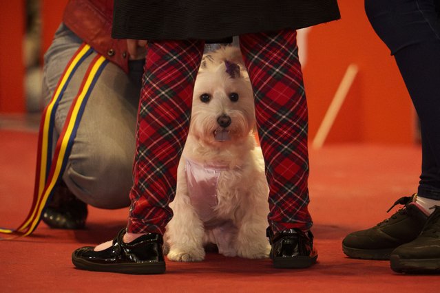 A dog takes part in a pet fashion competition at the Pet Expo 2025 in Bucharest, Romania, Sunday, March 23, 2025. (Photo by Vadim Ghirda/AP Photo)