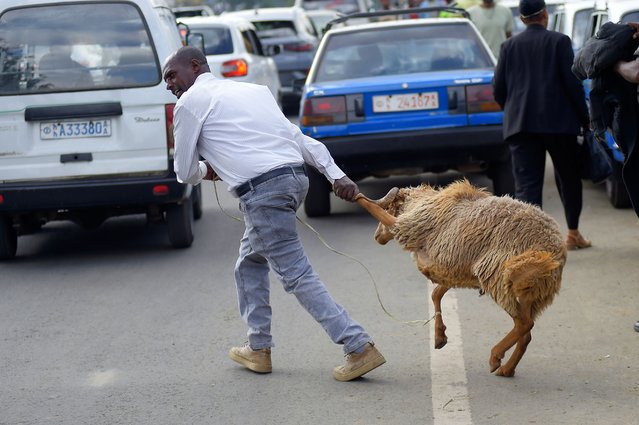 A trader pulls a sheep to sell in a street market a day before Ethiopian Orthodox Christians celebrate Easter Sunday,in Addis Ababa, Ethiopia Saturday, April 19, 2025. (Photo by AP Photo/Stringer)