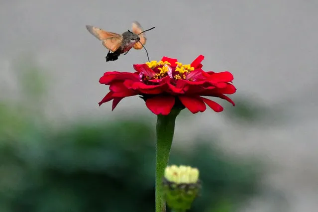 A hummingbird hawk moth (Macroglossum stellatarum) collects floral nectar in the Botanical Garden-Institute of the Far Eastern Branch of the Russian Academy of Sciences (RAS) in Vladivostok, Russia on October 4, 2021. To collect nectar, the insects do not sit on flowers, but hover in the air moving at a speed up to 50kmph. (Photo by Yuri Smityuk/TASS)