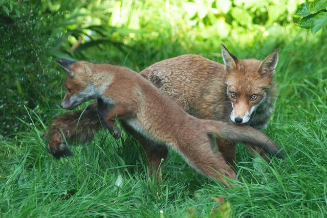 A fox cub plays in a garden in Clapham, London in the second decade of May 2025, closely watched by a parent. As they play, the cubs are also learning how to chase and pounce. (Photo by Anna Watson/Alamy Live News)