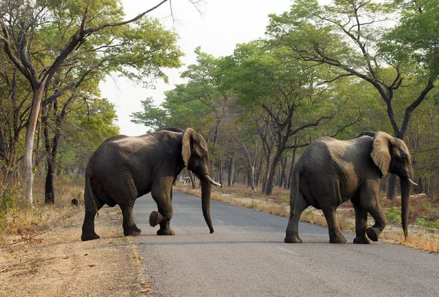 In this photo taken on Thursday, October 1, 2015, elephants cross the road in Hwange National Park, about 700 kilometres south west of Harare. Fourteen elephants were poisoned by cyanide in Zimbabwe in three separate incidents, two years after poachers killed more than 200 elephants by poisoning, Zimbabwe's National Parks and Wildlife Management Authority said Tuesday, Oct. 6, 2015. (Photo by Tsvangirayi Mukwazhi)/AP Photo)