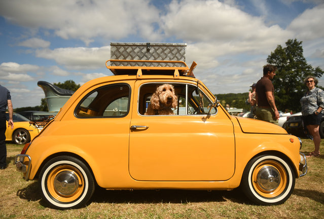 Ollie the golden doodle on June 27, 2025 enjoys a moment of stillness in his owners’ 1972 Fiat 500 after the drive from Tuscany to Ipswich to join the Heveningham Concours Grand Tour, a 50-mile excursion around Suffolk, UK featuring vehicles ranging from pre-war cars to state-of-the-art supercars. (Photo by Russell Sach)