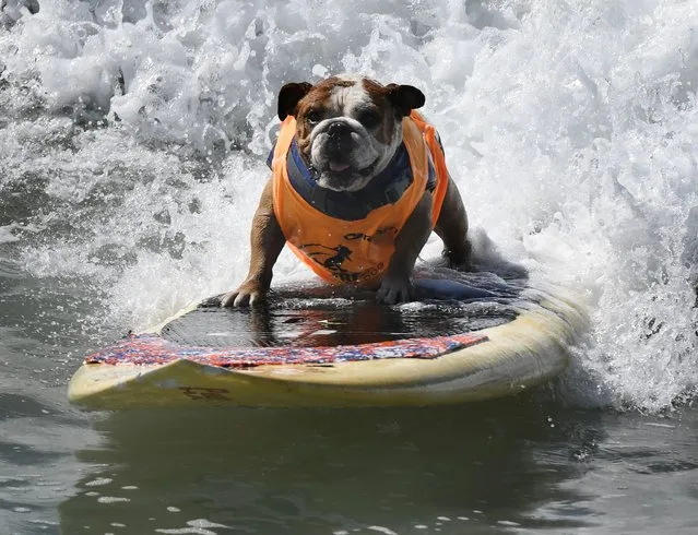 Surf dog Sully surfs a large wave during the 8th annual Surf City Surf Dog event at Huntington Beach, California on September 25, 2016. (Photo by Mark Ralston/AFP Photo)