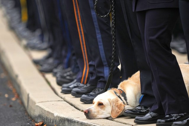 A dog accompanies officers as they wait for the conclusion of funeral services for slain Northern York County Regional Police detectives Cody Michael Becker, Mark Edward Baker and Isaiah Emenheiser, Thursday, September 25, 2025, in Red Lion, Pa. (Photo by Matt Rourke/AP Photo)