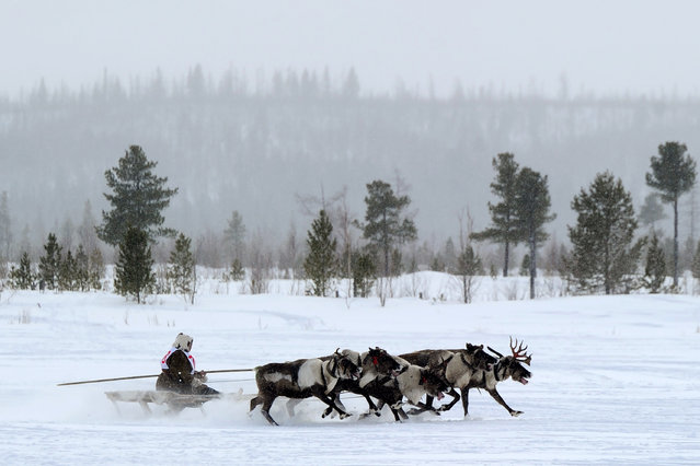 A Nenets woman competes in a reindeer race, marking the annual Reindeer Herder's Day, on March 4, 2018 in the northern city of Nadym. (Photo by Sergei Gapon/AFP Photo)