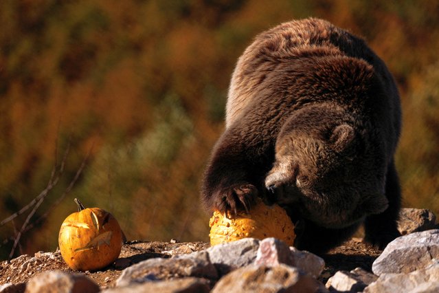 One of the Brown bears rescued from restaurant cages across Kosovo and Albania, eats a pumpkin treat at the Four Paws Bear Sanctuary in Mramor near Pristina, Kosovo, on October 24, 2025. (Photo by Valdrin Xhemaj/Reuters)