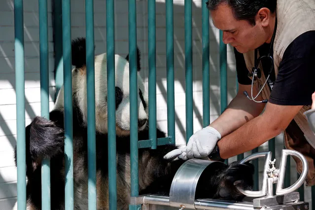 Veterinarian Alberto Olascoaga takes a blood sample from Xin Xin, a female giant panda, inside her enclosure at Chapultepec zoo in Mexico City, Mexico May 25, 2018. (Photo by Ginnette Riquelme/Reuters)