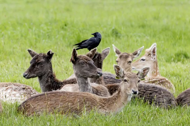 A Fallow Deer pictured with a blackbird on its head in the Phoenix Park, Dublin, Ireland on May 12, 2023. (Photo by Tom Honan/The Irish Times)