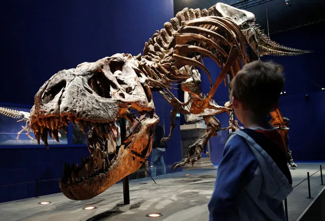 A child looks at a 67 million year-old skeleton of a Tyrannosaurus Rex dinosaur, named Trix, during the first day of the exhibition “A T-Rex in Paris” at the  French National Museum of Natural History in Paris, France, June 6, 2018. (Photo by Philippe Wojazer/Reuters)