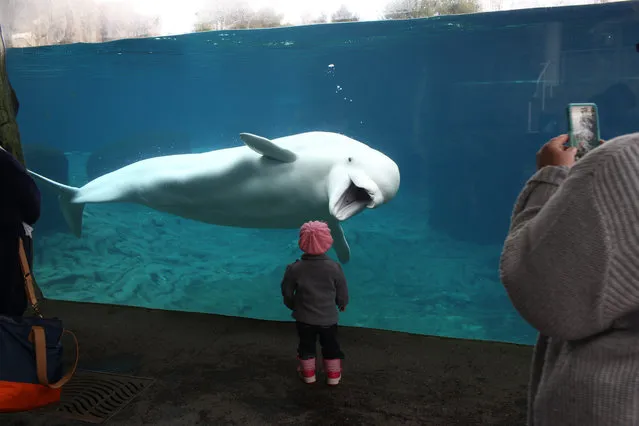 Juno, a Beluga whale, greets a young viewer at the Mystic aquarium in Connecticut, USA on December 5, 2015. (Photo by Tim Clayton/Corbis)