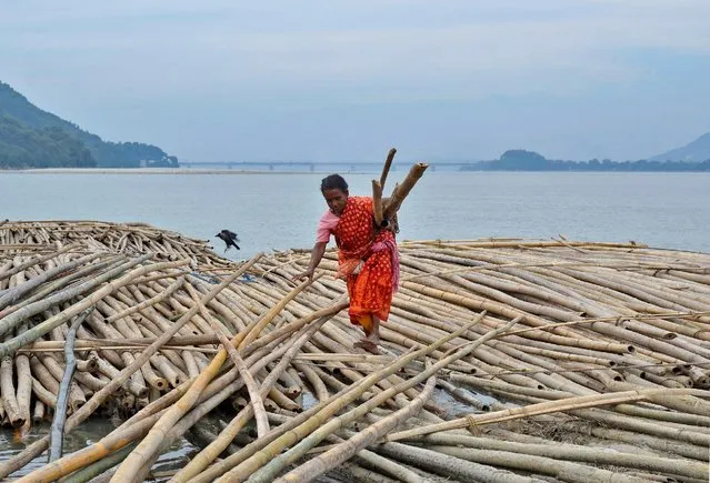 A woman carries bamboo logs on the banks of the Brahmaputra river in Guwahati, India, November 4, 2016. (Photo by Anuwar Hazarika/Reuters)