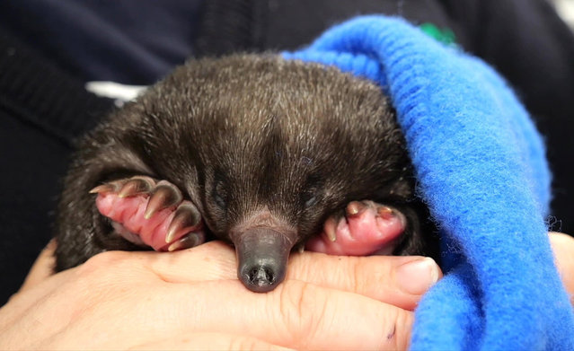Two baby echidnas have found themselves in expert care after being accidentally unearthed during building works in Victoria, Australia in the second decade of December 2025. The orphaned puggles, as the young are called, were disturbed when two separate burrows were uncovered – one by an excavator clearing a paddock and the other beneath a concrete slab. (Photo by Zoos Victoria/South West News Service)