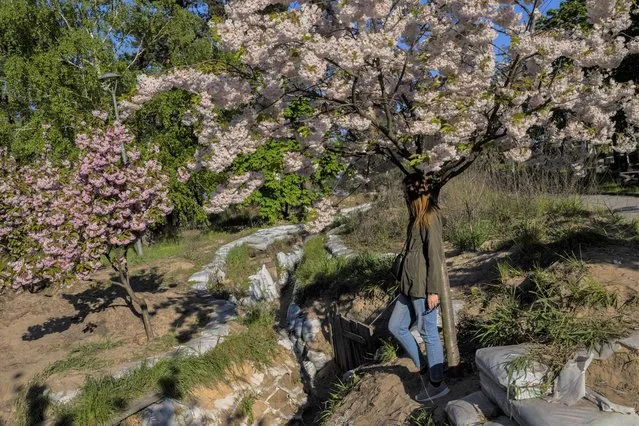  A woman leans on a flowering tree and on top of a trench in a park in Kyiv, Saturday, May 6, 2023. (Photo by Bernat Armangue/AP Photo)