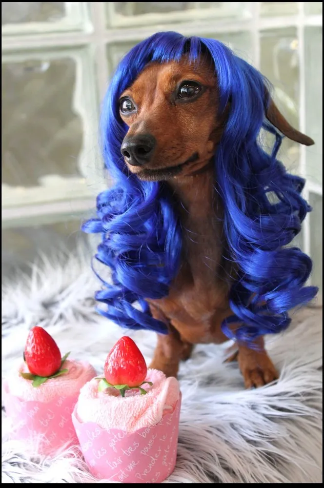 Pet Wig Fashions