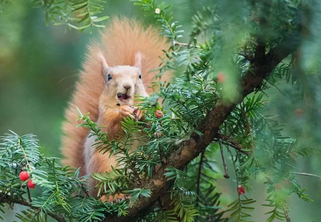 A squirrel sits on a tree on November 14, 2016 at the Wilhelma zoo in Stuttgart, southern Germany. (Photo by Lino Mirgeler/AFP Photo/DPA)