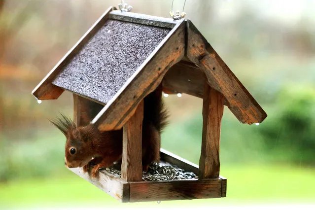 A squirrel looks out of a birdhouse loaded with sunflower seeds, in Muelheim, Germany, 17 December 2015. Instead of gathering and burying nuts for the winter months, squirrels apparently find it easier to steal feed left for birds. (Photo by Roland Weihrauch/EPA)