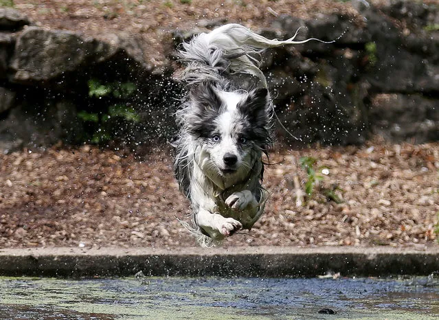 A dog called Tilly jumps into the water in Enfield Town Park, London Britain July 27, 2018. (Photo by Tom Jacobs/Reuters)