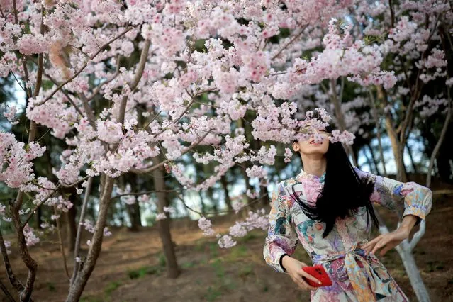 A woman stands amid blooming trees during cherry blossom season in Yuyuantan Park in Beijing, China, March 31, 2021. (Photo by Thomas Peter/Reuters)