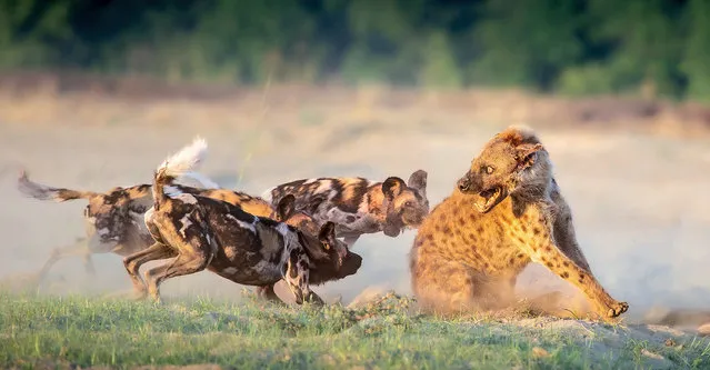 It was no laughing matter when this hyena tried to steal a kill from a pack of wild dogs determined to protect their meal in South Luangwa National Park, Zambia in August 2023. The larger spotted hyena had seen a group of wild dogs bring down a puku antelope and decided to try and muscle them out of the way. But the wild dogs did not see the funny side and as thes picture show the pack managed to mount a sterling defence against the bigger bully. (Photo by Dave Pugh/Magnus News)