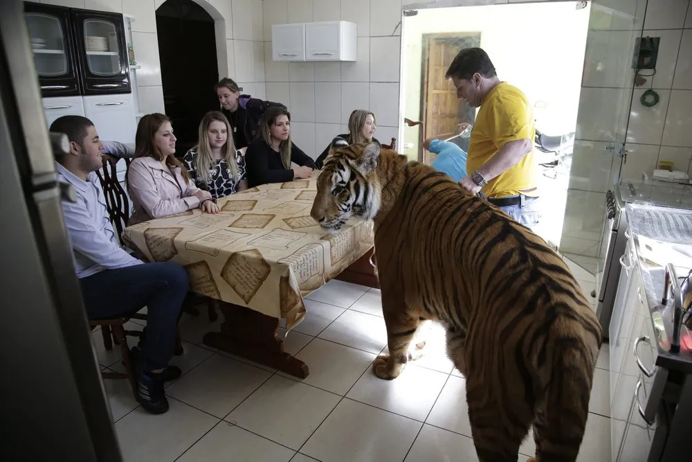 Brazil's “Tiger Family”