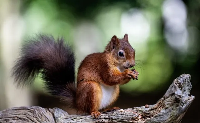 A red squirrel in the last decade of August 2023 on Brownsea Island, off the Dorset coast, UK which has a population of more than 200 of the squirrels. They have been native to these islands for 10,000 years. (Photo by David Dyson/The Times)