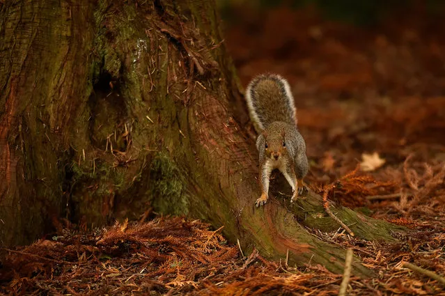 A squirrel scampers among autumn foliage at the Botanic gardens in Dublin, Ireland October 4, 2018. (Photo by Clodagh Kilcoyne/Reuters)