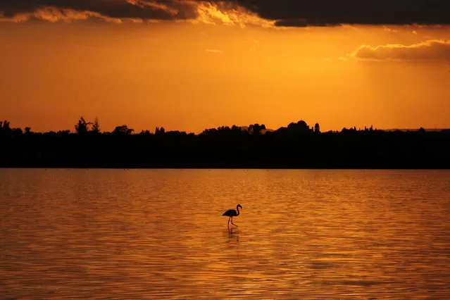 CYPRUS: A flamingo walks during the sunset in a salt lake in Larnaca, Cyprus December 11, 2016. (Photo by Yiannis Kourtoglou/Reuters)