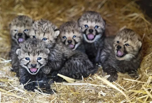 Six cheetah cubs in their enclosure at the Burgers Zoo in Arnhem, The Netherlands, on September 30, 2016. (Photo by Piroschka van de Wouw/Getty Images)
