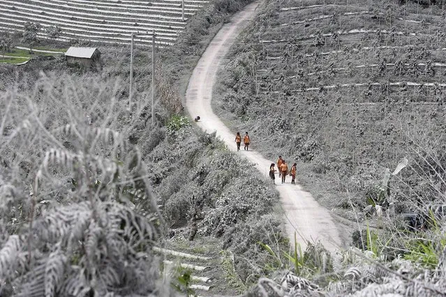 Schoolchildren walk on a road between fields covered with volcanic ash. (Photo by Binsar Bakkara/Associated Press)