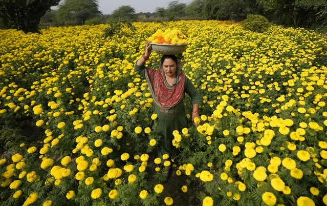 A woman collects marigold flowers, to be used for rituals and decorations, ahead of Diwali Festival on the outskirts of Jammu, India, Thursday, November 9, 2023. Hindus light lamps, wear new clothes, exchange sweets and gifts and pray to goddess Lakshmi during the festival of lights, that will be celebrated on Nov. 12. (Photo by Channi Anand/AP Photo)