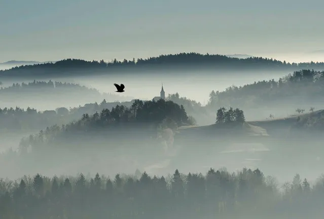 A bird flies over the foggy country in Zlebe, Slovenia December 26, 2016. (Photo by Srdjan Zivulovic/Reuters)