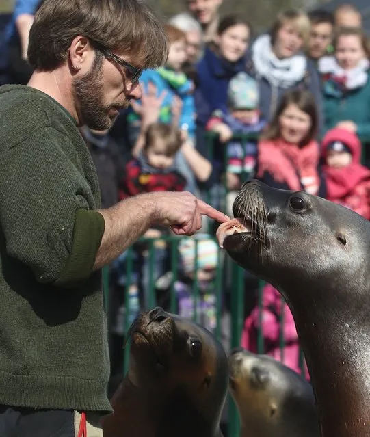 A zookeeper checks the mouth of a sealion during a feeding show at Schoenbrunn zoo in Vienna April 10, 2015. (Photo by Heinz-Peter Bader/Reuters)