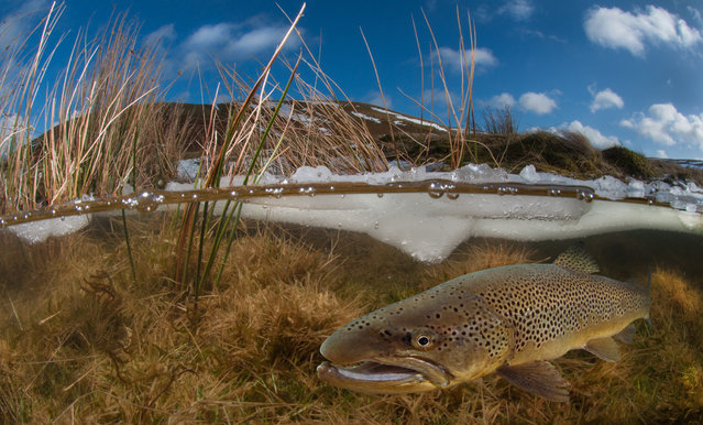 British waters wide-angle category third place. Elan valley trout in winter by Trevor Rees (UK). Location: Elan Valley, Powys, Wales. “This is a half-and-half scene taken on a snowy January morning. I have used my fisheye lens ... The brown trout has been subsequently added to the scene in Photoshop so this is very much a composite image. The trout is actually shot at a completely different time and location. The inspiration for the image may be from images I have seen of migrating salmon struggling up a river to then be found lying exhausted – a poor substitute I know, but I like the effect”. (Photo by Trevor Rees/Underwater Photographer of the Year 2016)