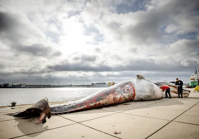 Researchers from the faculty of veterinary medicine of Utrecht University investigate the body of a 15 meter long fin whale found dead on the bulb of a ship, the lower part of the bow, in the harbor of Terneuzen on July 28, 2021. (Photo by Remko de Waal/ANP/AFP Photo)