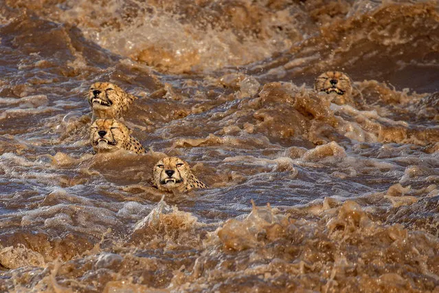 A coalition of cheetahs struggle to keep their heads above water after heavy storms caused nearby rivers to burst their banks at the Maasai Mara national reserve. (Photo by Buddhilini De Soyza/MediaDrumImages)