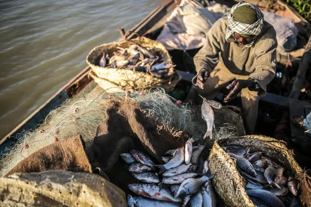 In this Wednesday, April 15, 2015 photo, a Sudanese fishermen arranges his catch in baskets on his boat, in Omdurman, Khartoum, Sudan. The river fishermen are in competition with their deep-water counterparts on the Red Sea coast. Area wholesalers and consumers tend to prefer the Red Sea fish in summer and the bonier Nile fish in winter. (Photo by Mosa'ab Elshamy/AP Photo)