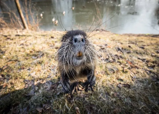 A nutria begs for something to eat at the banks of the Nidda creek in Frankfurt am Main, western Germany, on January 22, 2017. (Photo by Frank Rumpenhorst/AFP Photo/DPA)