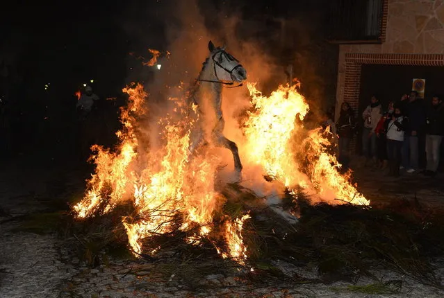 A horse and rider pass through a burning pyre in the central Spanish village of San Bartolome de Pinares on January 16, 2014 during celebrations for the feast of Saint Anthony, patron saint of animals. (Photo by Gerard Julien/AFP Photo)