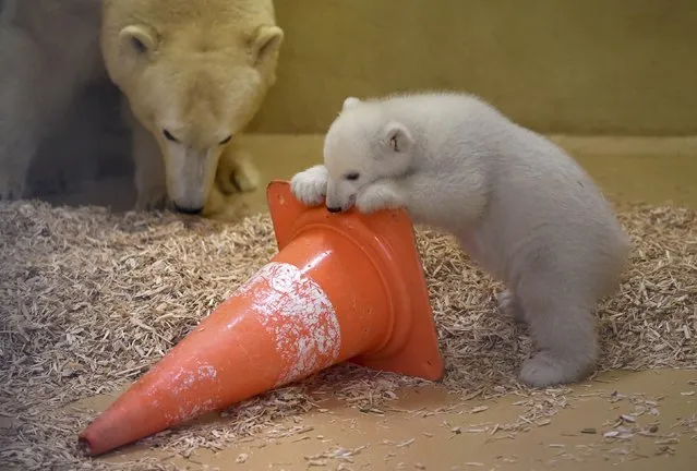 A polar bear cub plays next to her mother Valeska, in an enclosure at Bremerhaven's (Bremen's) Zoo by the Sea, Germany March 9, 2016. (Photo by Carmen Jaspersen/Reuters)