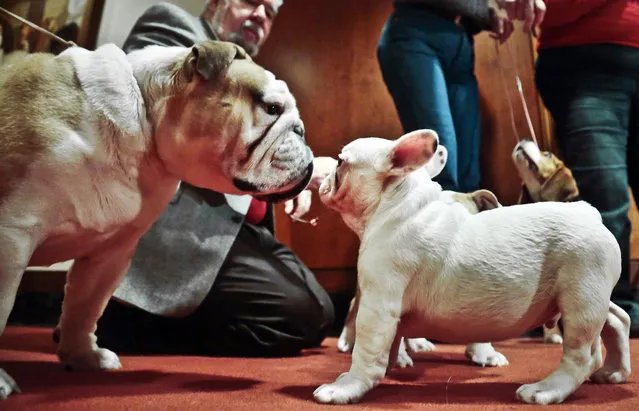 English bulldog Cassidy, left, 3, of Smithtown, N.Y., and French bulldog puppy Snowman, 12 weeks, of Boston, Ma., face each other during a news conference on Friday, January 31, 2014, in New York. The French bulldog has rocketed up the rankings to the nation's 11th most popular purebred after its numbers more than quadrupled in the last 10 years. (Photo by Bebeto Matthews/AP Photo)