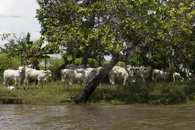 Cattle are seen grazing near the banks of the Solimoes river that flooded the rural municipality of Manacapuru, in Amazonas state May 5, 2015. (Photo by Bruno Kelly/Reuters)
