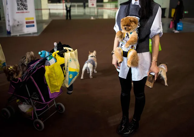 A woman carries her dog at the Shanghai International Pet Expo in Shanghai on March 18, 2016. (Photo by Johannes Eisele/AFP Photo)