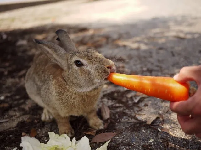 Rabbit Island in Japan