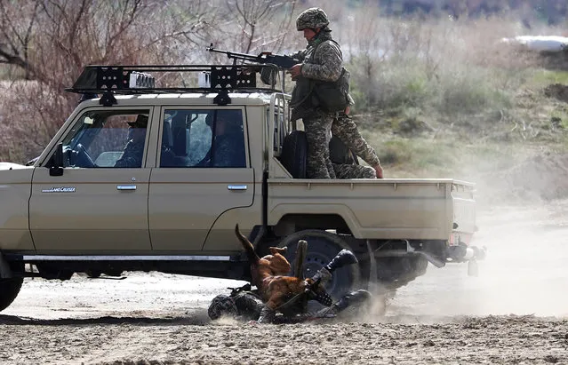 A serviceman with a dog falls while jumping down from a vehicle during military exercises held by Kazakh assault troops at a firing ground in Almaty Region, Kazakhstan on April 12, 2019. (Photo by Pavel Mikheyev/Reuters)